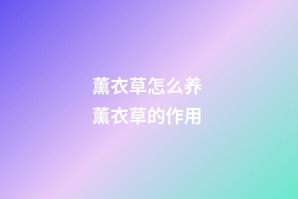 薰衣草怎么养 薰衣草的作用